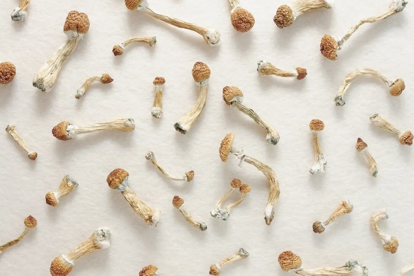Champignons à psilocybine