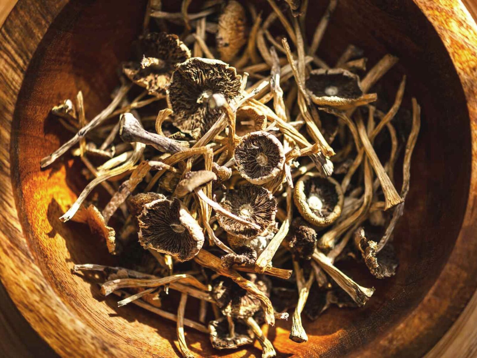 Champignon à psilocybine dans une main